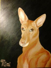 mimi_the_podenco_by_esmeralda_snaphaan-d81glr2.jpg