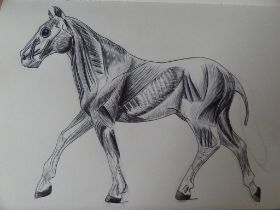 anatomy_horse_by_esmeralda_snaphaan-d81bs97.jpg