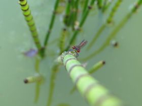 dragonfly_by_esmeraldaananda-d51d7ay.jpg