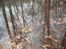 trees_underwater_by_esmeraldaananda-d4rzwqp.jpg