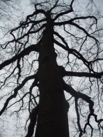 tree_by_esmeraldaananda-d4siskq.jpg