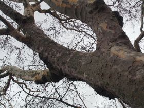 big_tree_by_esmeraldaananda-d4sf3bv.jpg