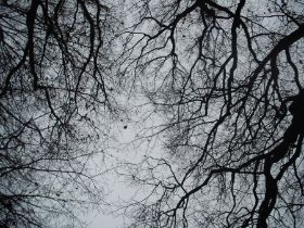angry_trees_by_esmeraldaananda-d4rtrdg.jpg